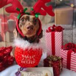 dog with christmas bone