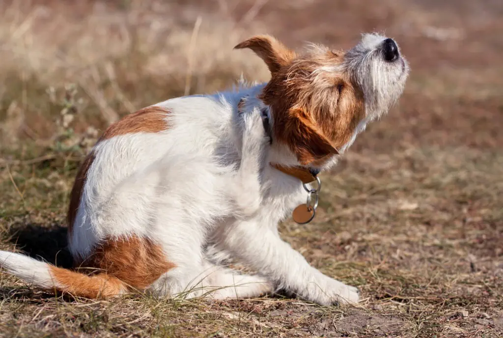 why is your dog itching?