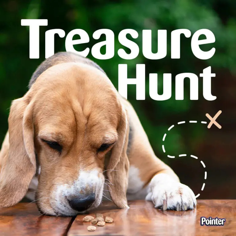 Pointer Treasure Hunt