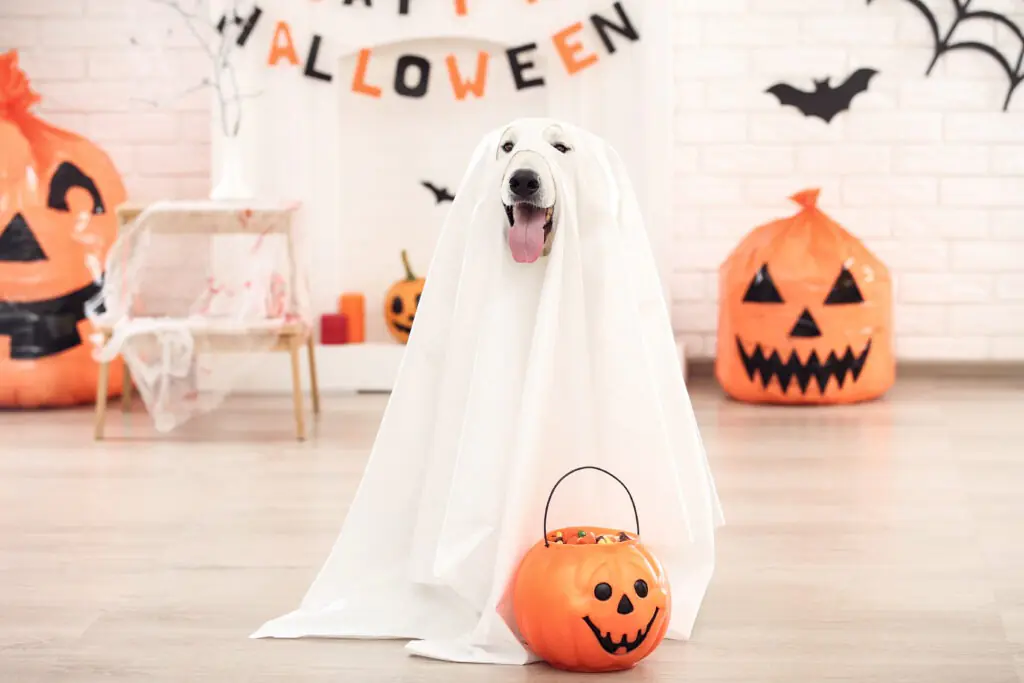 Dogs halloween costumes uk best sale