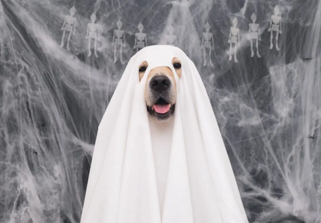 Halloween costumes for your dog