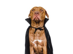 Halloween costumes for your dog