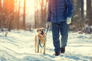 How to exercise your dog in cold weather