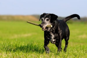 Adopting a senior dog