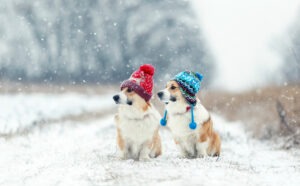 Winter Dog Walk