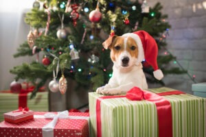 Christmas dog treats